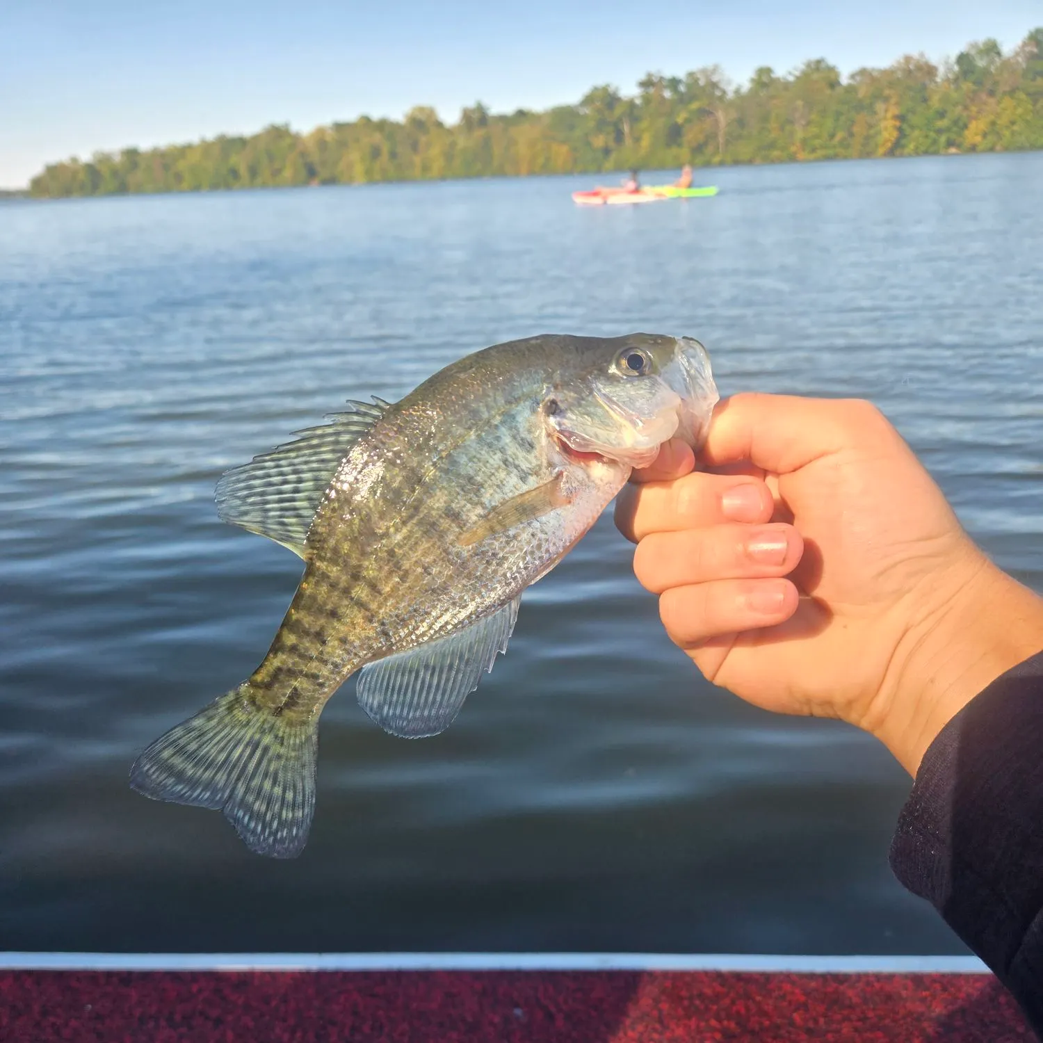 White crappie caught on Fishbrain