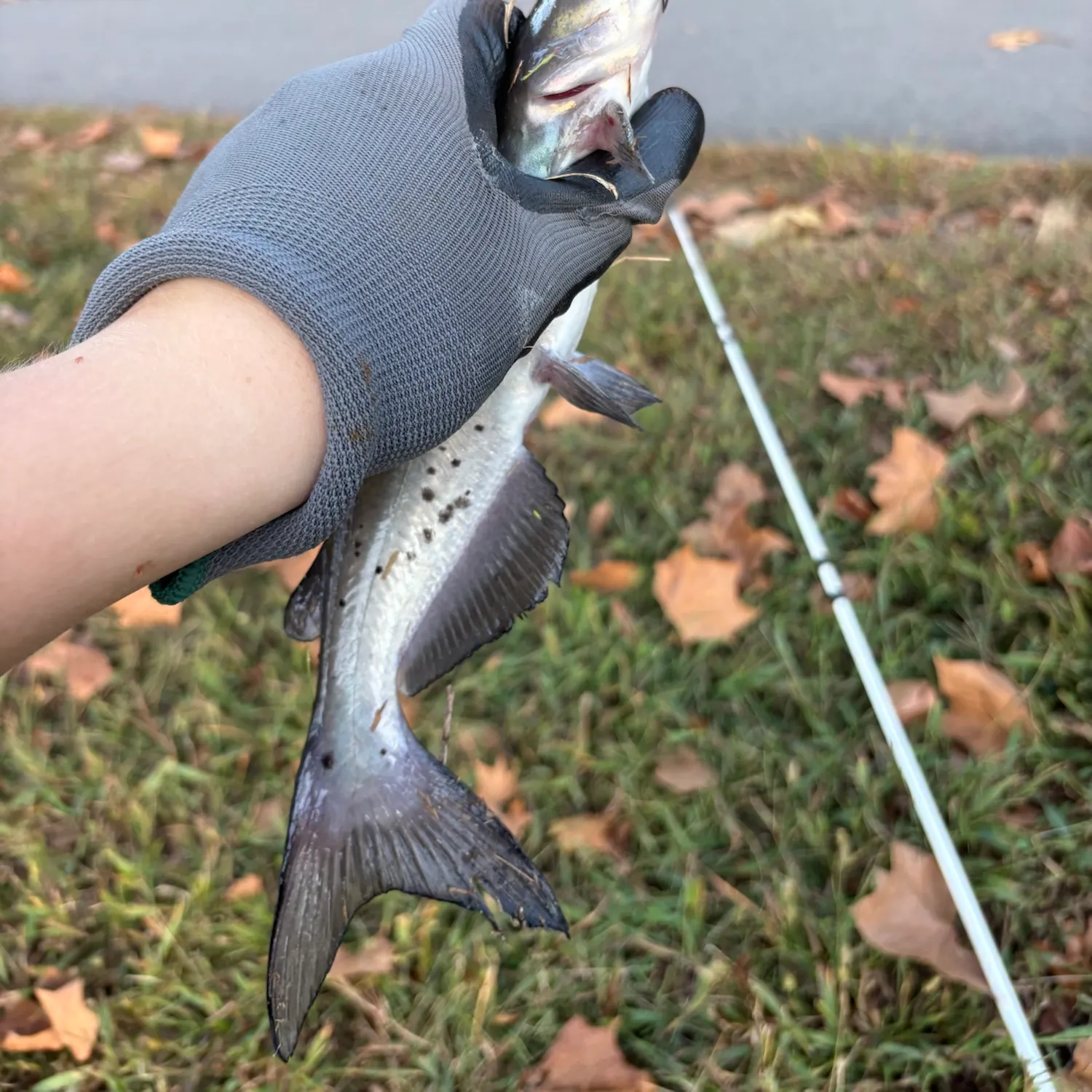 Channel catfish caught on Fishbrain