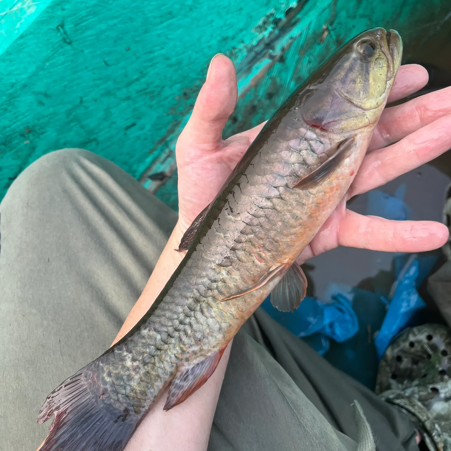 The most recent Gold wolf fish catches on Fishbrain