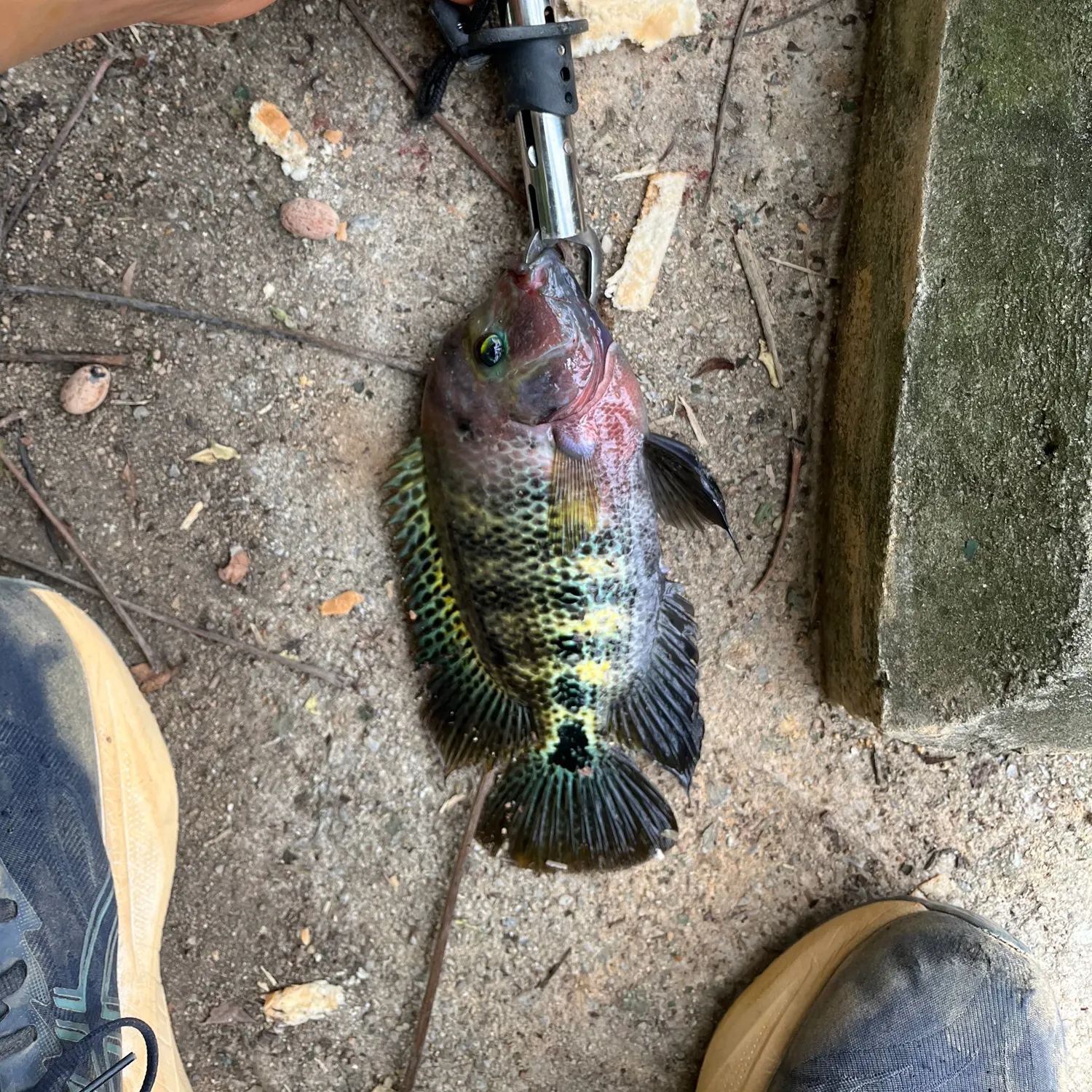 The most recent Redbelly tilapia catches on Fishbrain