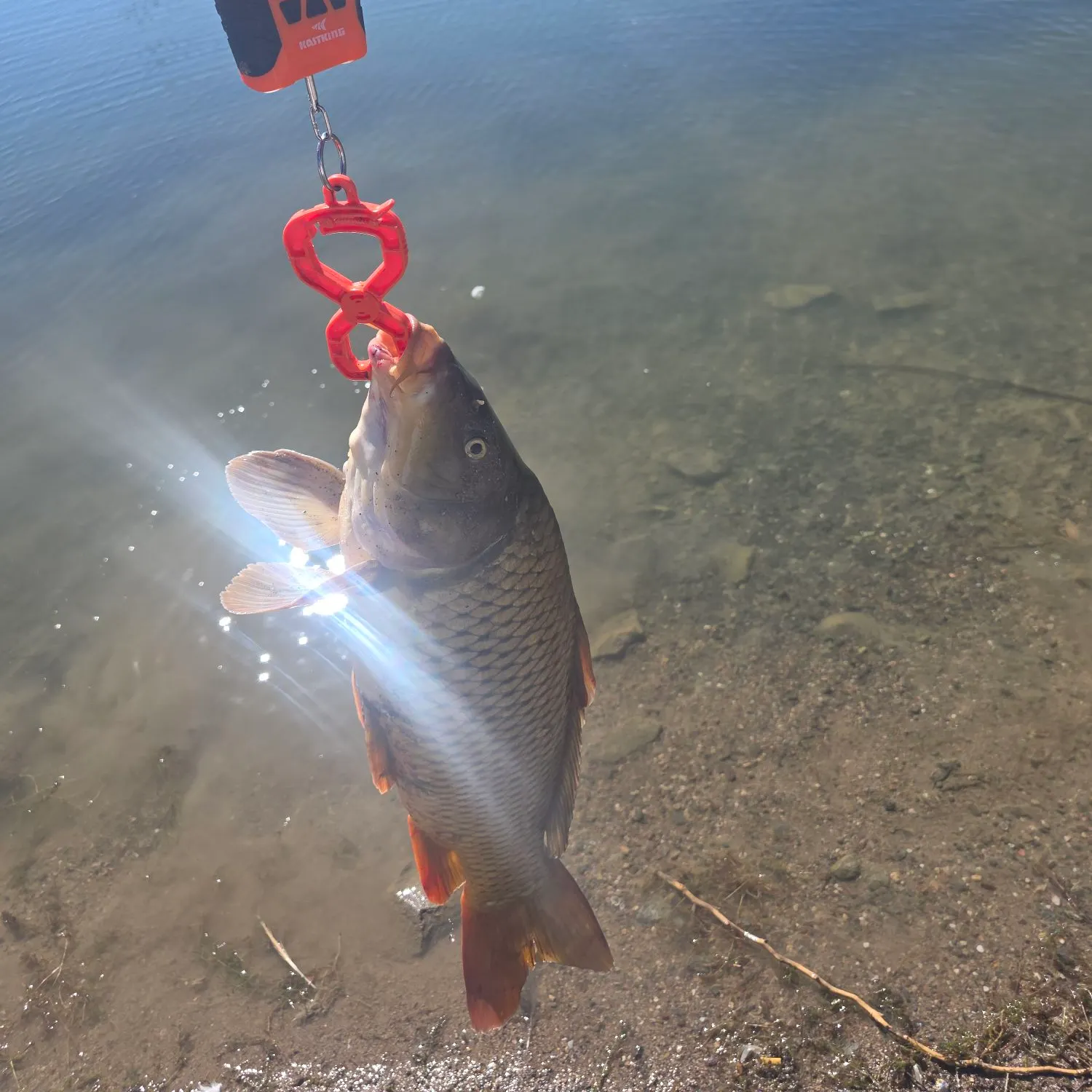 Common carp caught on Fishbrain