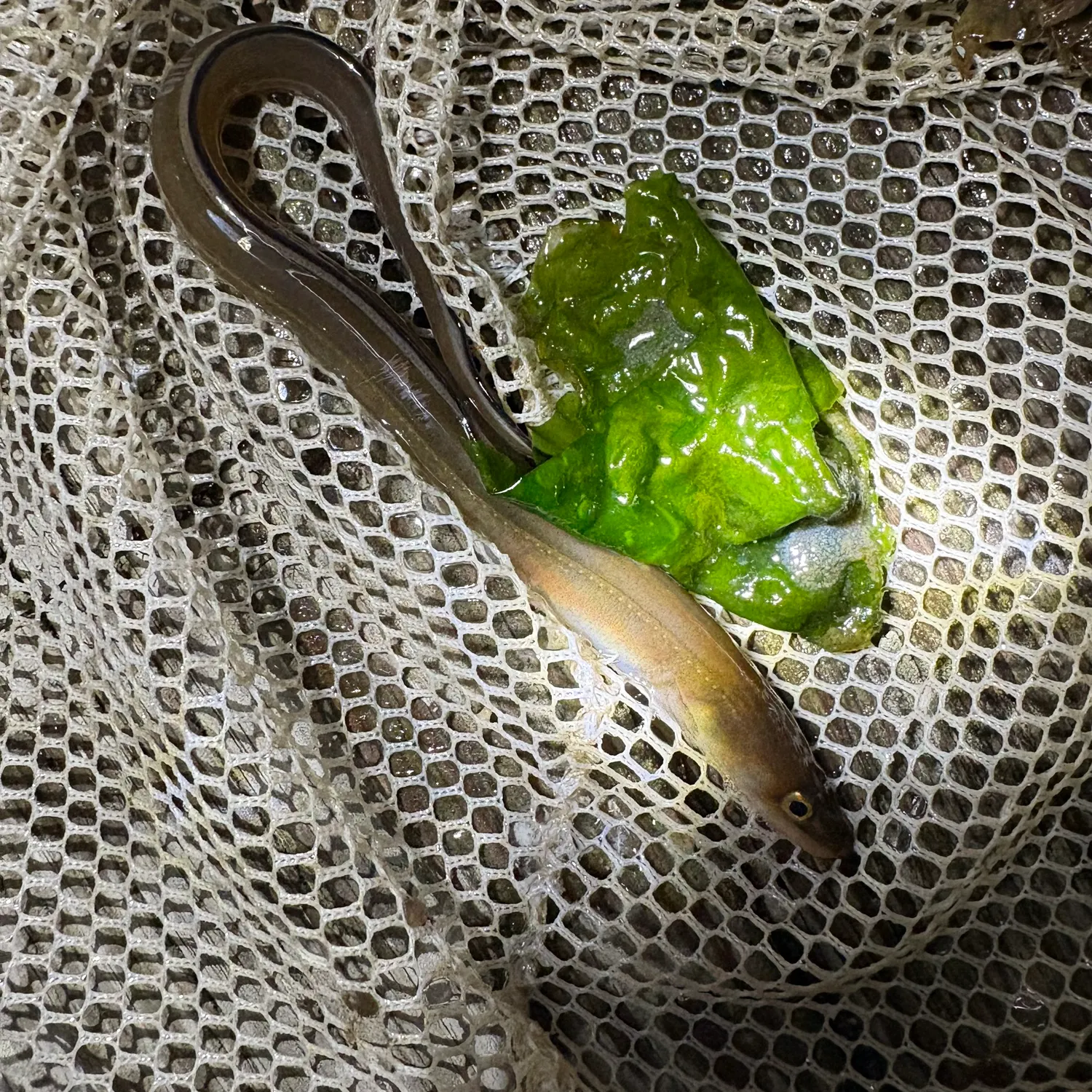 The most recent American conger catches on Fishbrain