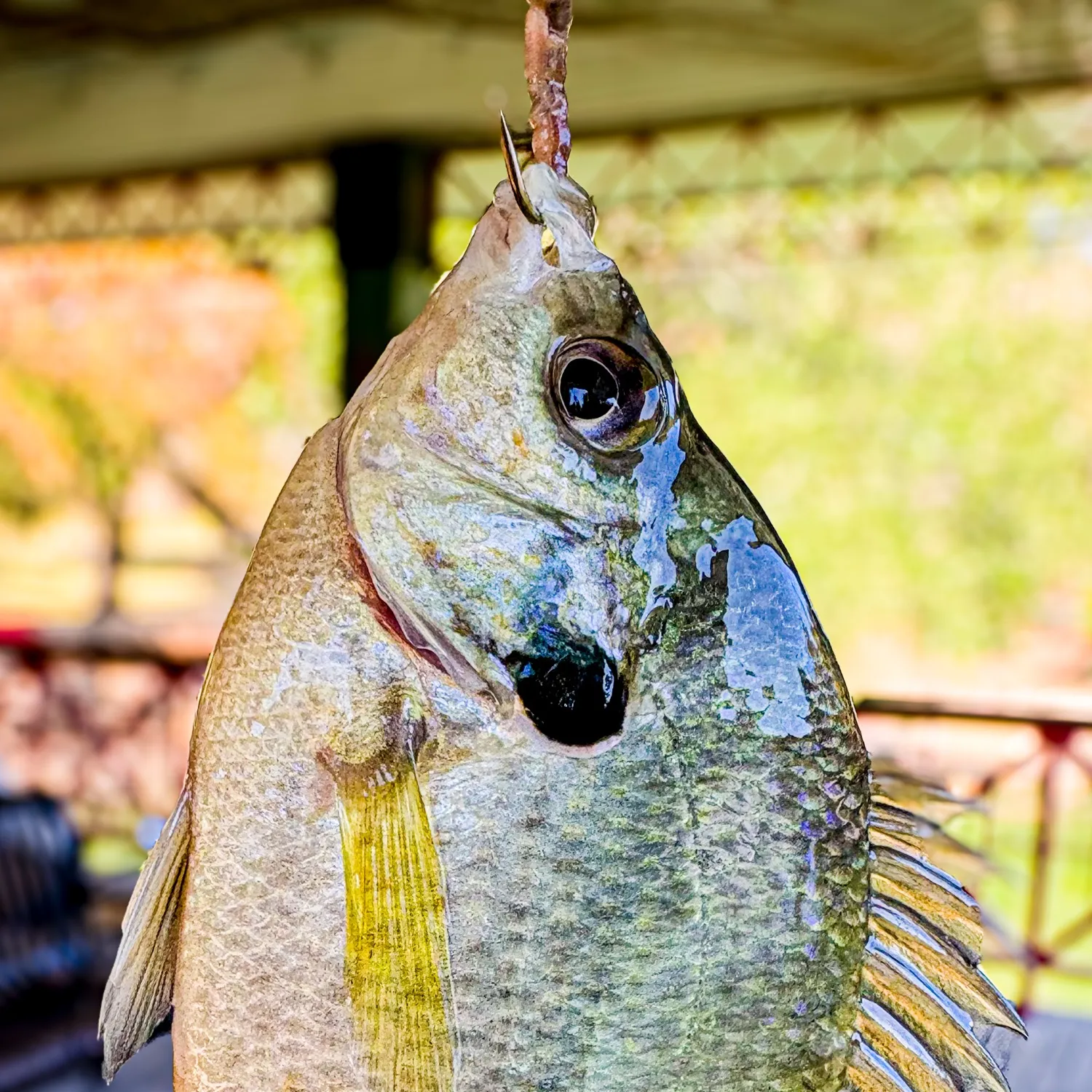 Bluegill caught on Fishbrain