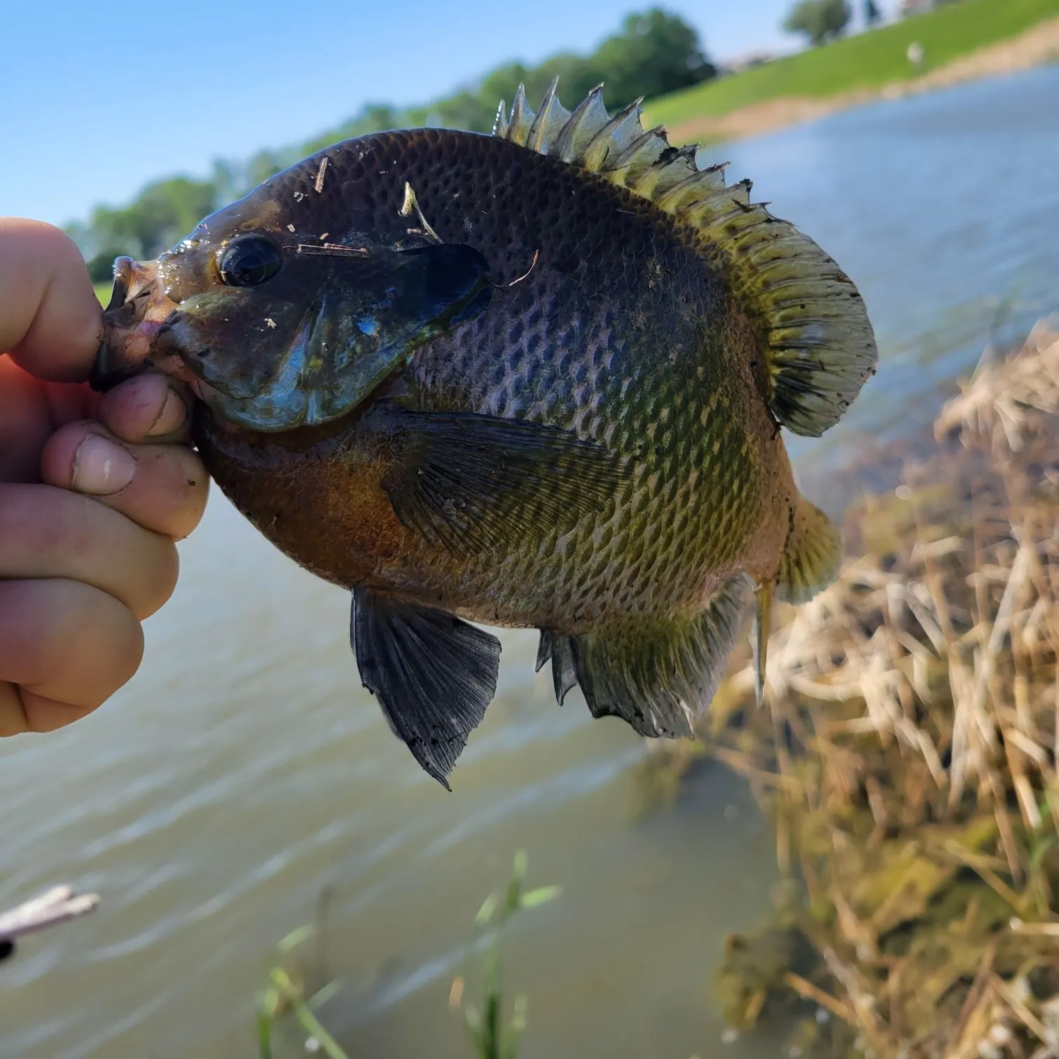 catch