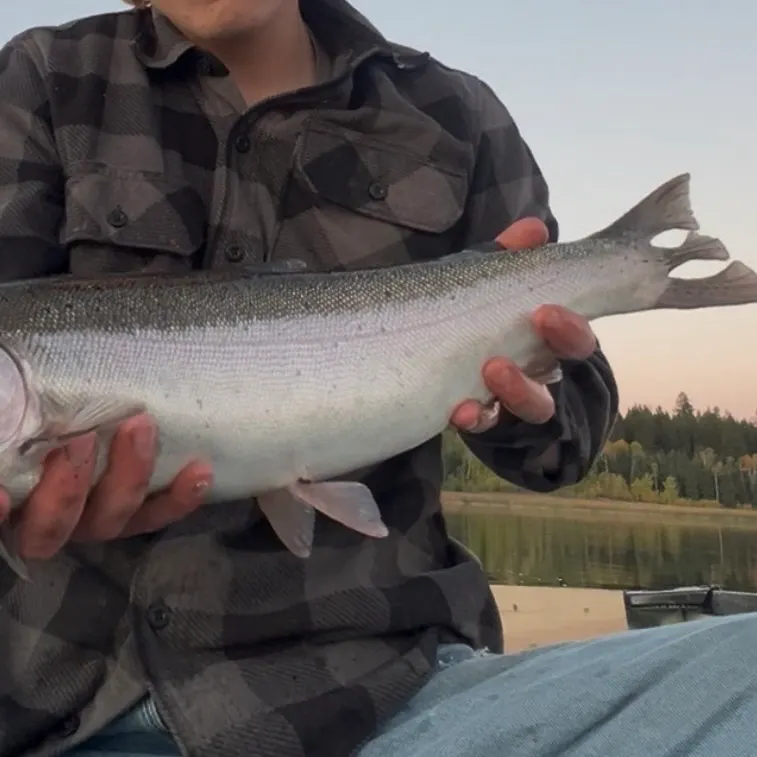 Rainbow trout caught on Fishbrain