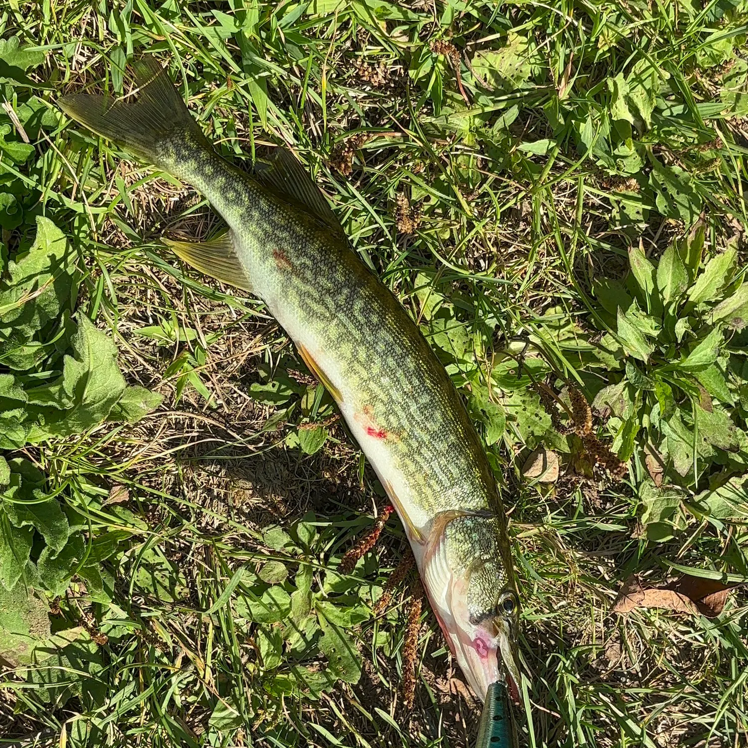 The most recent Grass pickerel catches on Fishbrain