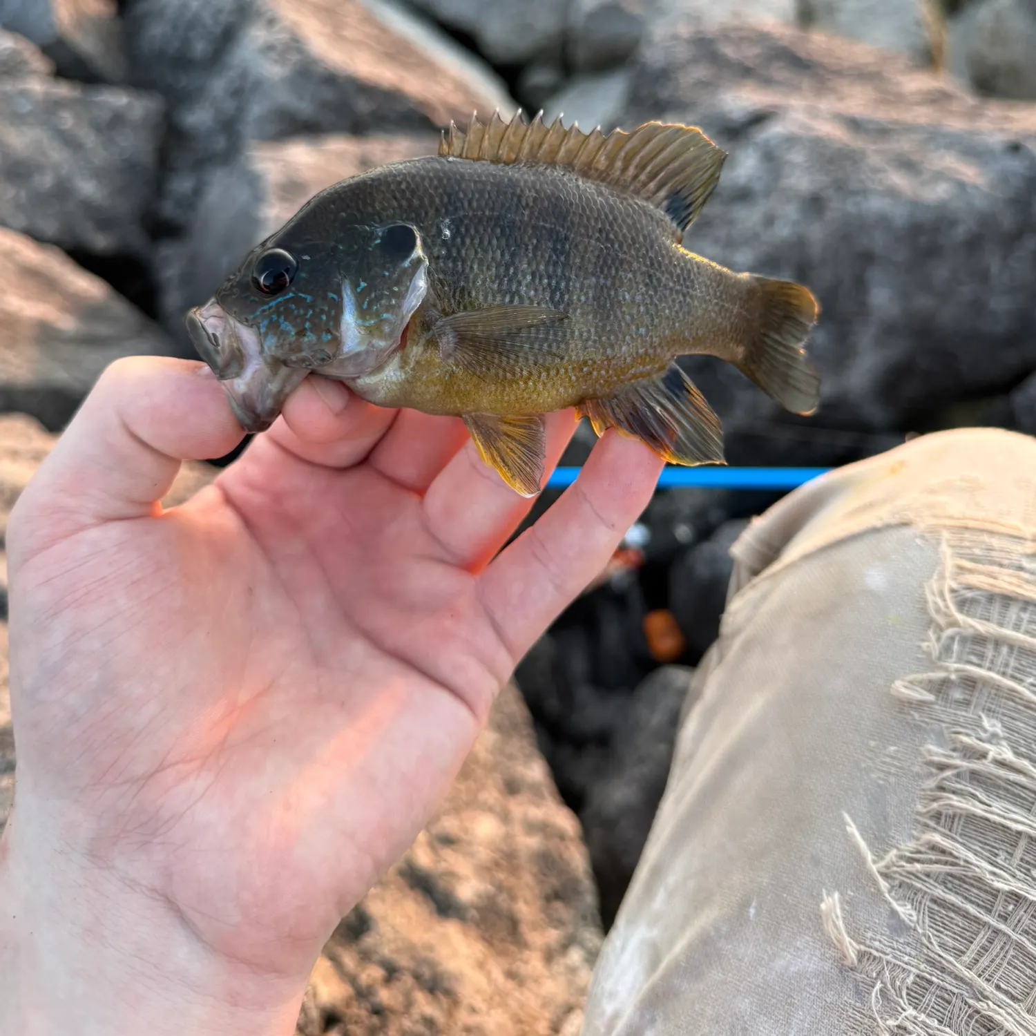 Green sunfish caught on Fishbrain