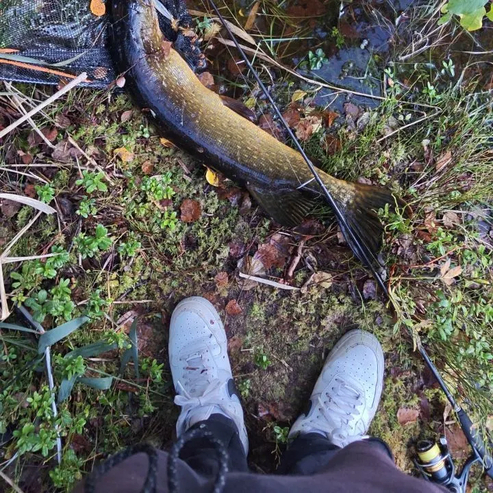 Northern pike caught on Fishbrain