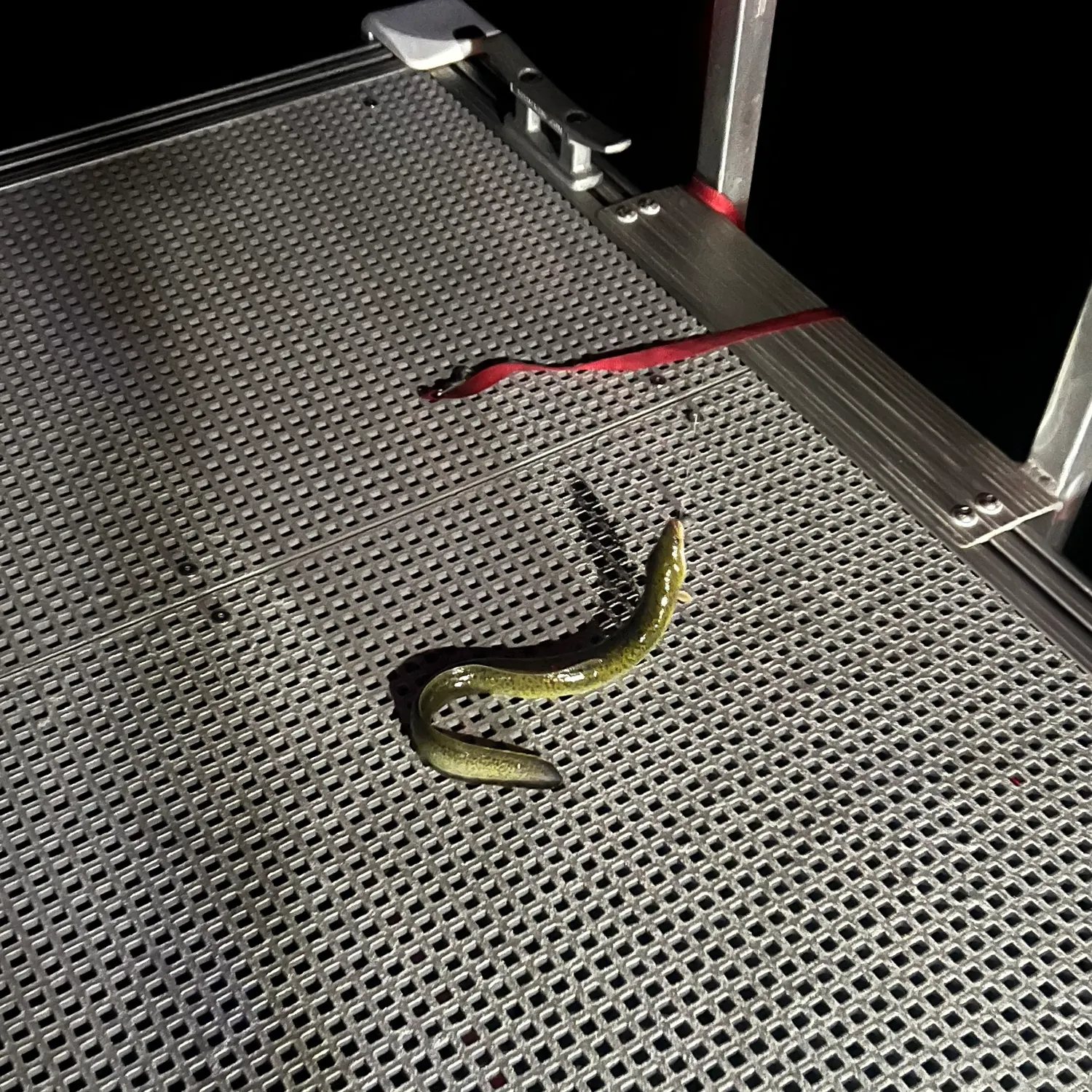 The most recent Shortfin eel catches on Fishbrain