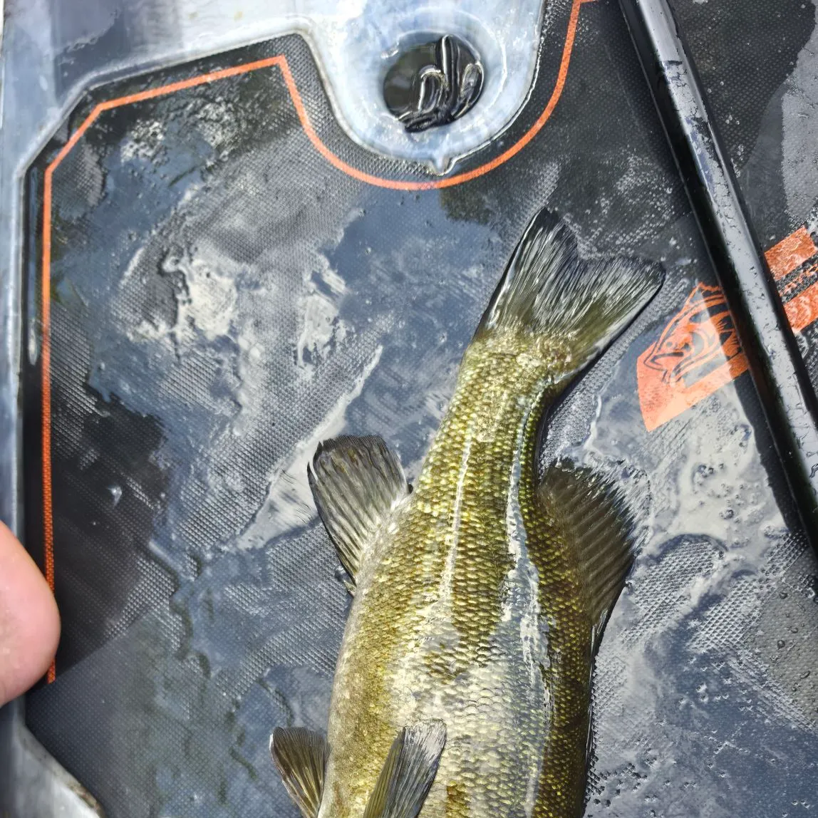 Smallmouth bass caught on Fishbrain