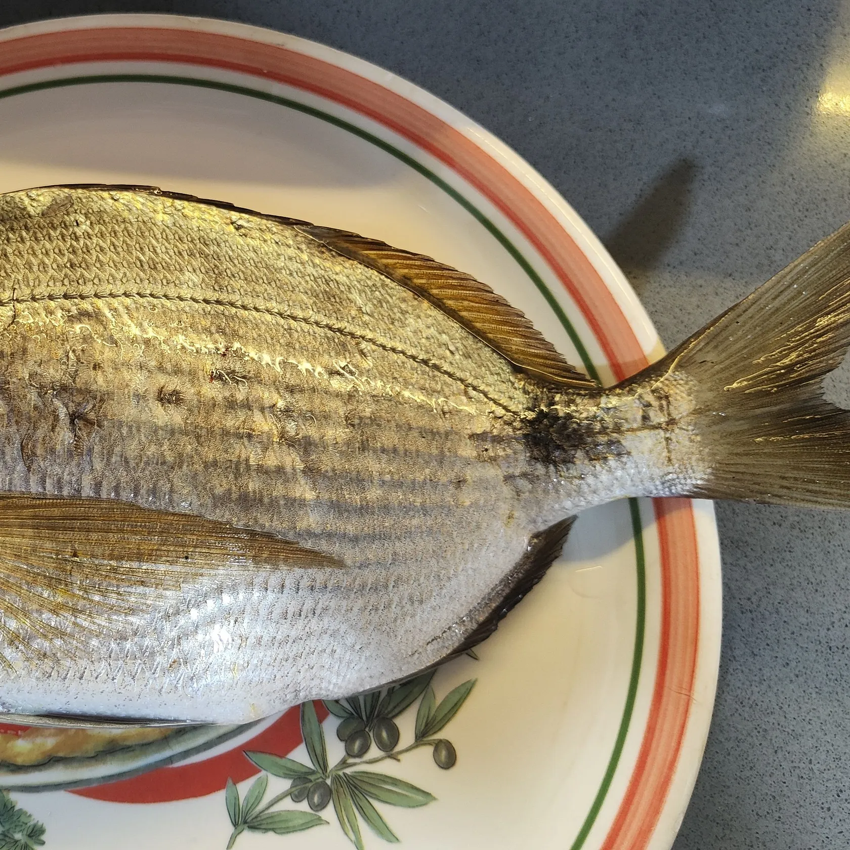 The most recent White seabream catches on Fishbrain