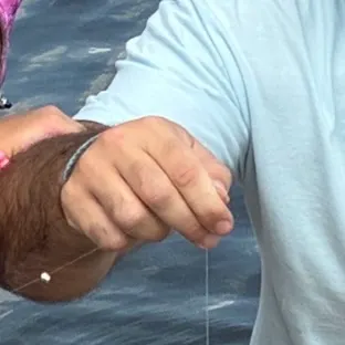 Spot croaker caught on Fishbrain