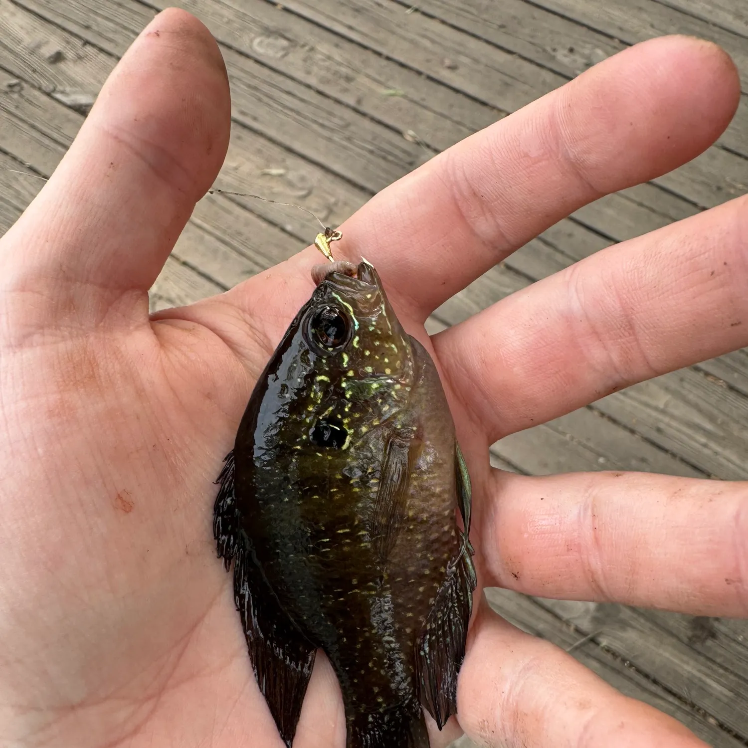 The most recent Banded sunfish catches on Fishbrain