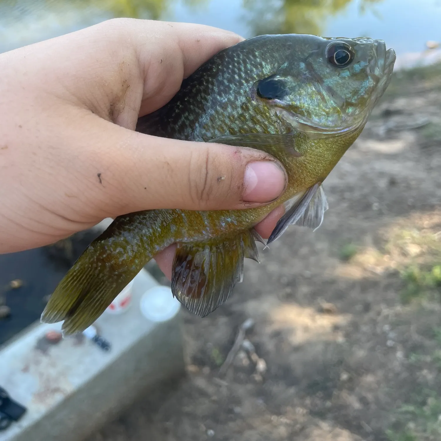 Greengill hybrid caught on Fishbrain