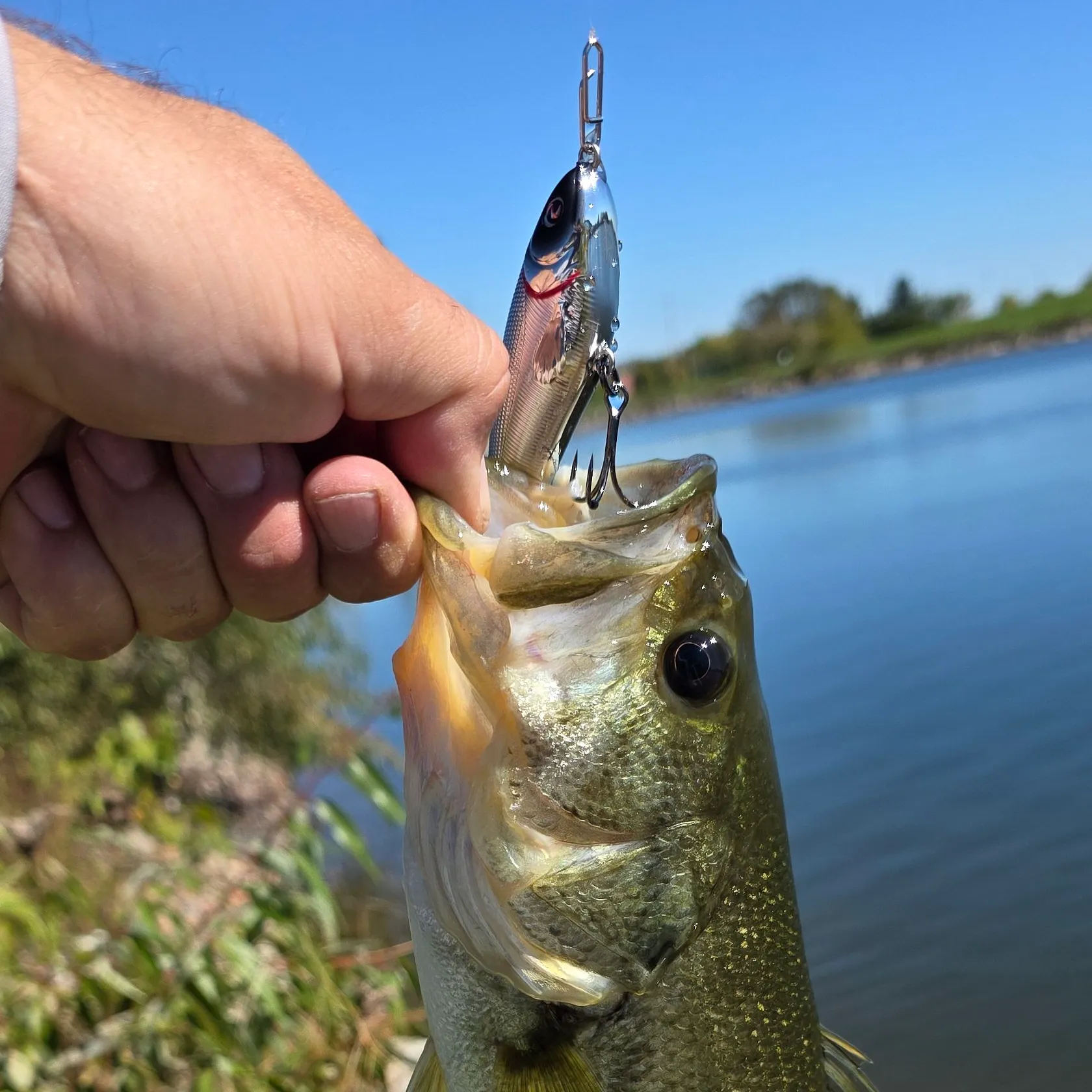Largemouth bass caught on Fishbrain