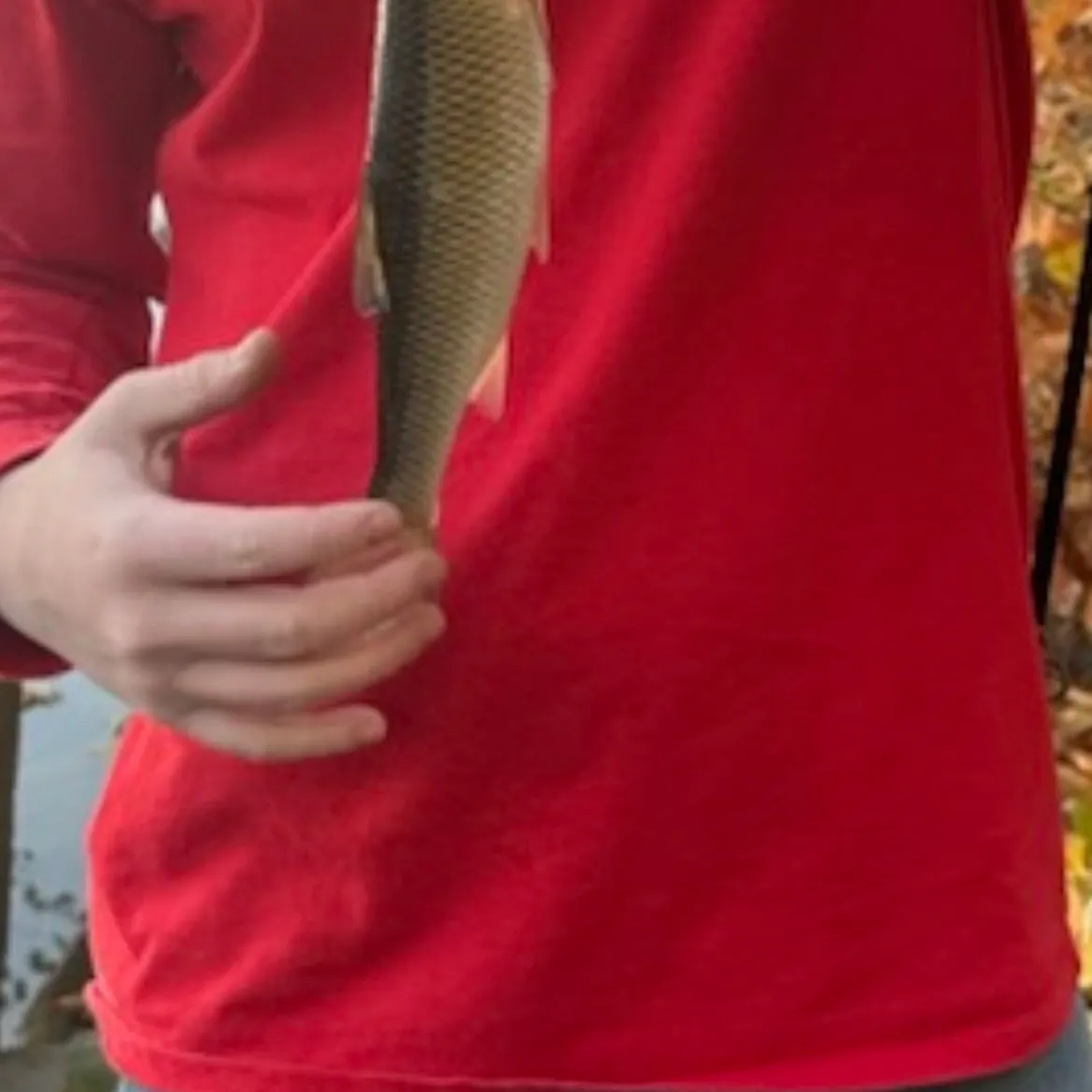 Fallfish caught on Fishbrain