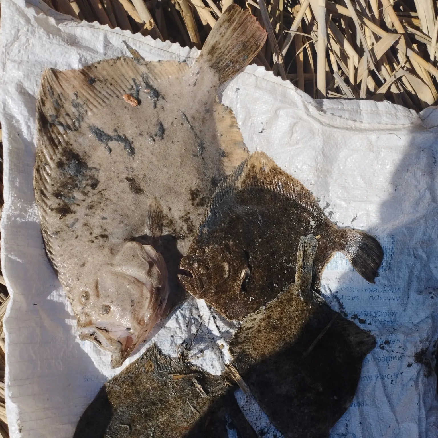 The most recent European flounder catches on Fishbrain