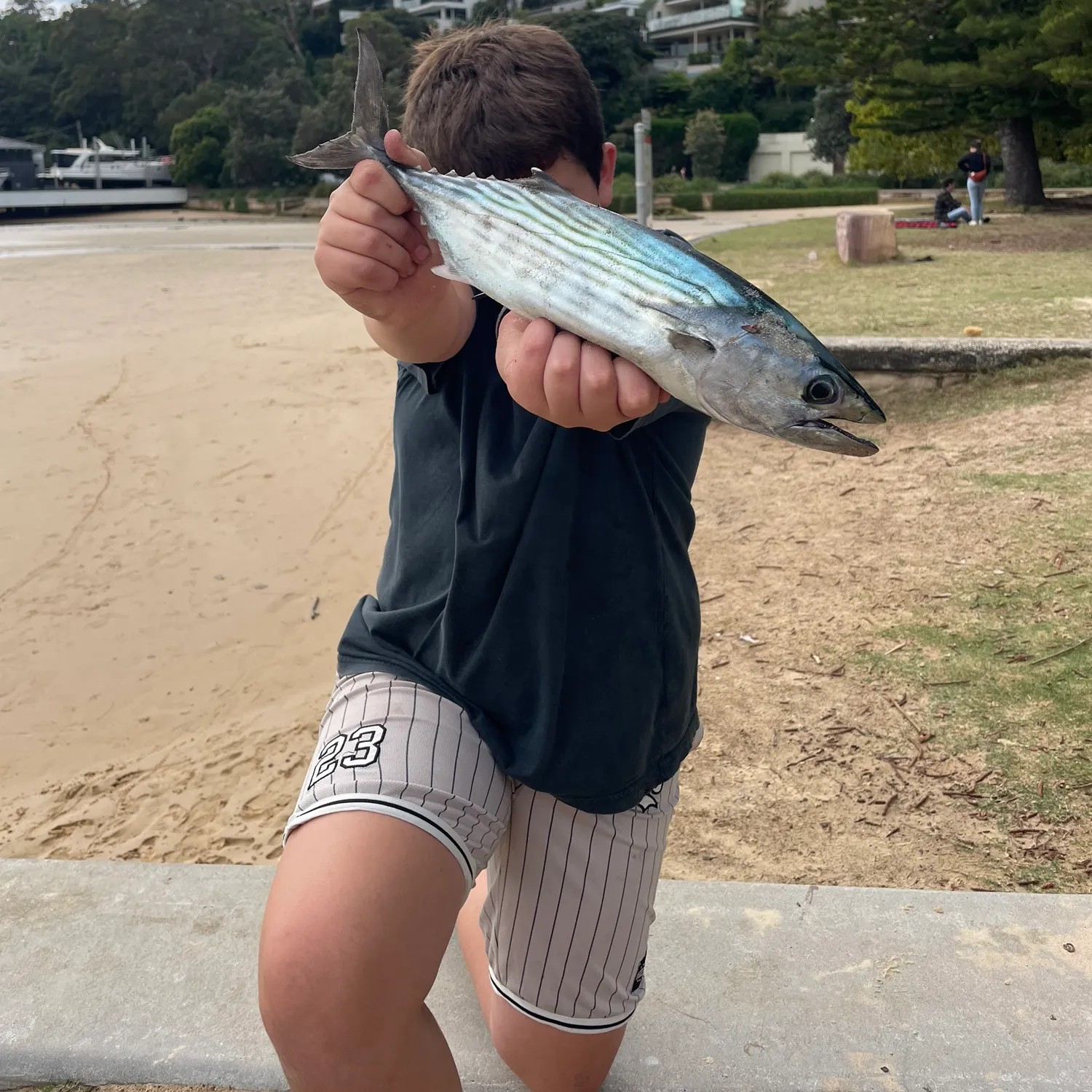 The most recent Australian bonito catches on Fishbrain
