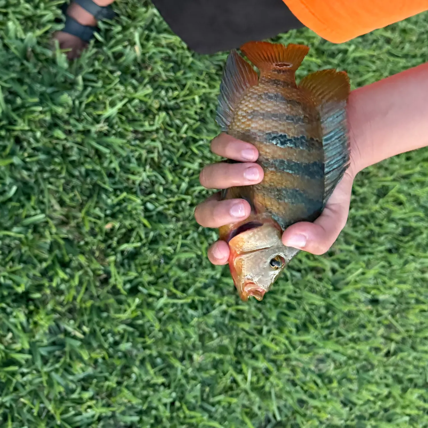 Mayan cichlid caught on Fishbrain
