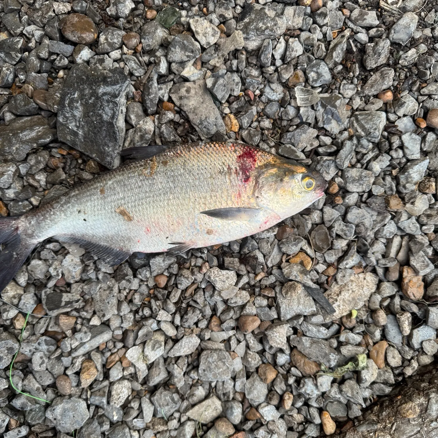 American gizzard shad caught on Fishbrain