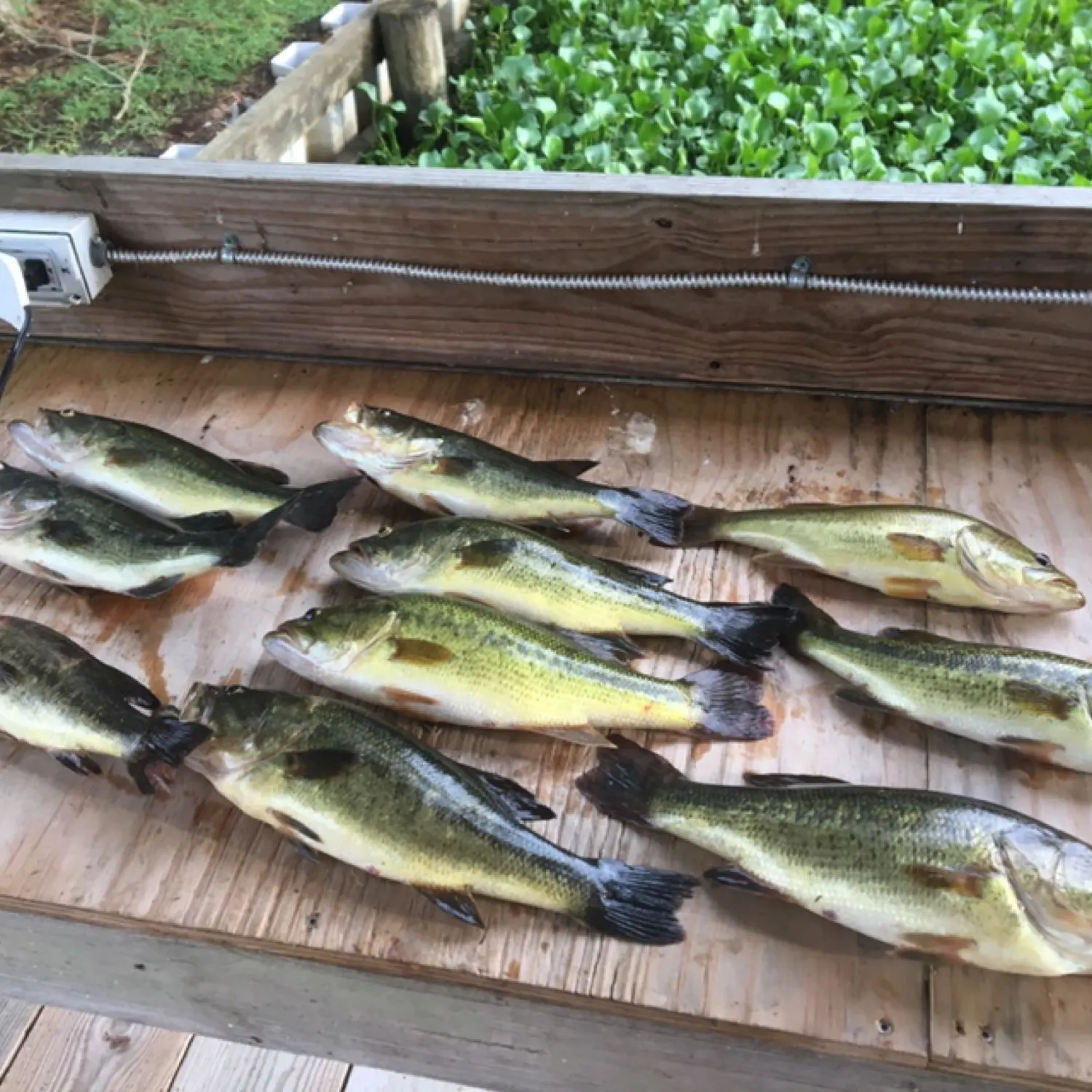 recently logged catches