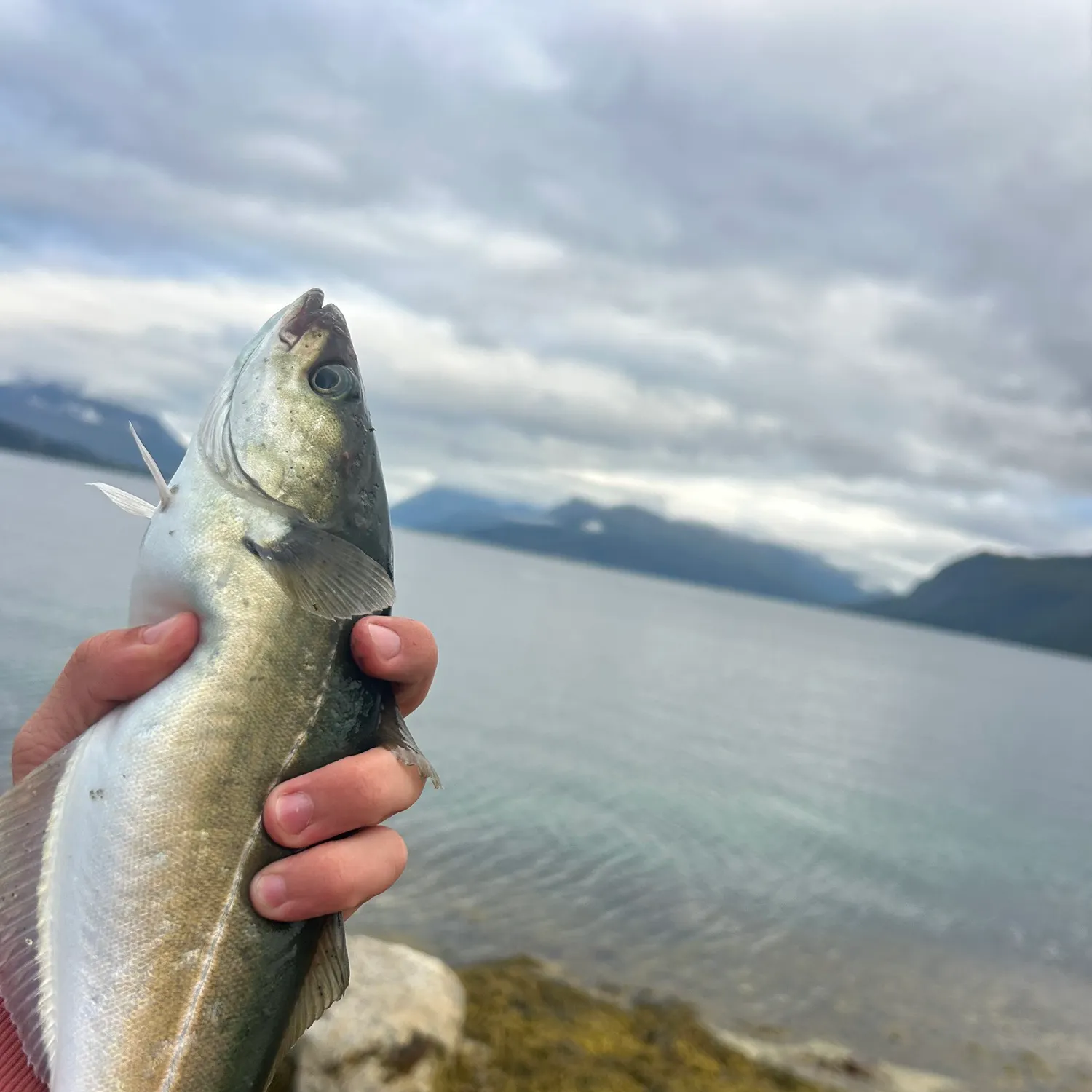 Atlantic pollock caught on Fishbrain