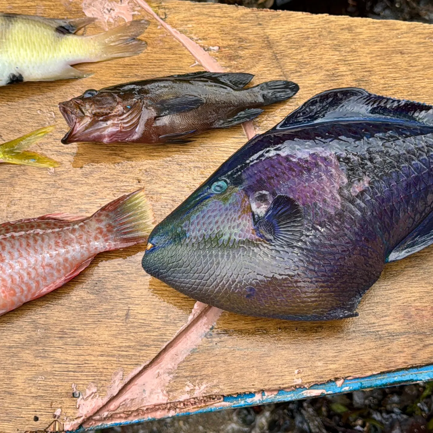 The most recent Red-toothed triggerfish catches on Fishbrain