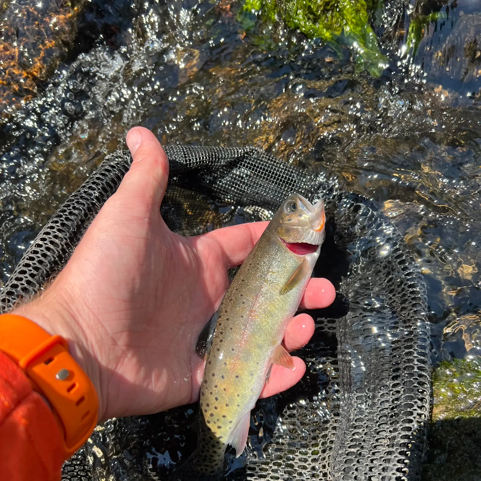 The most recent Rio Grande cutthroat trout catches on Fishbrain