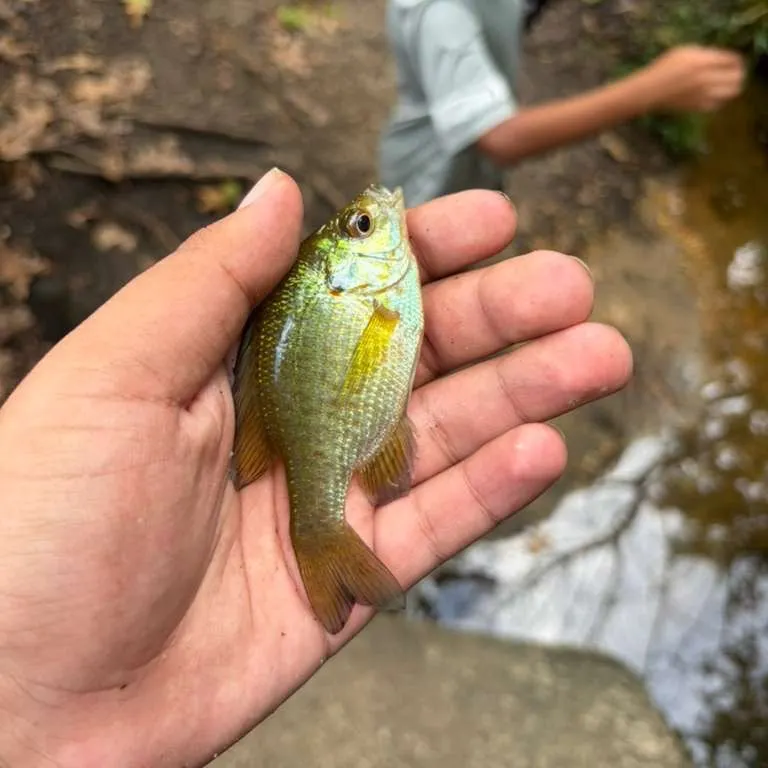 Bluegill caught on Fishbrain