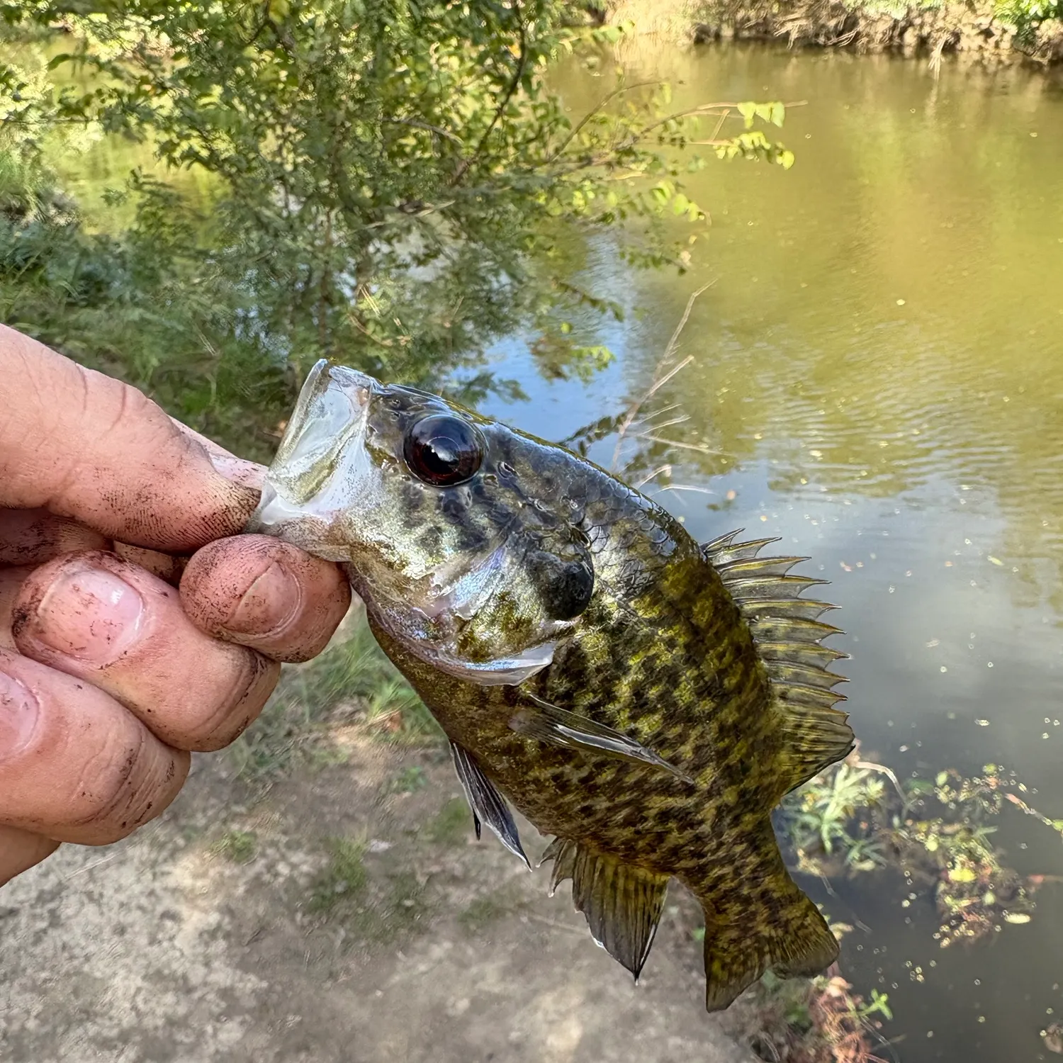 Warmouth caught on Fishbrain