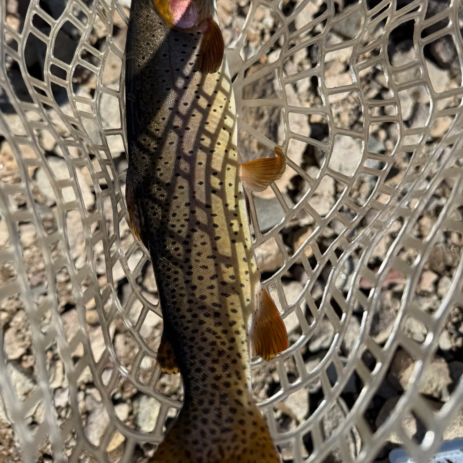 Cutthroat trout caught on Fishbrain