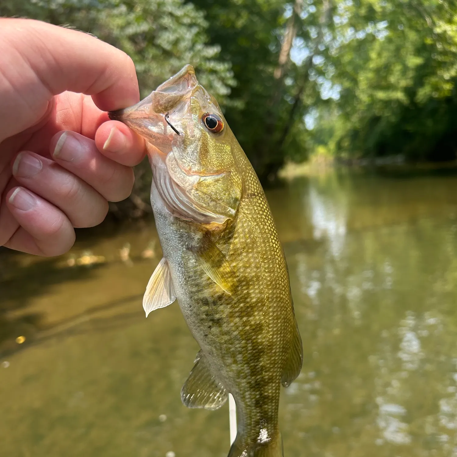 The most recent Meanmouth bass catches on Fishbrain