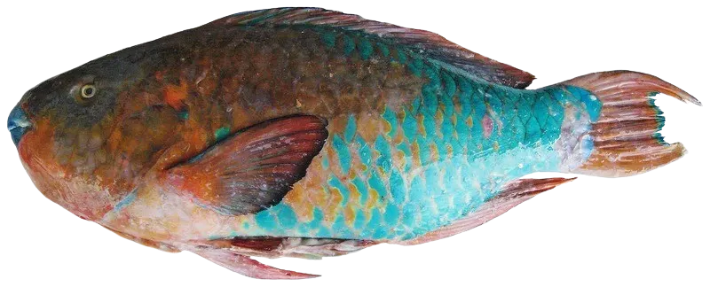 Rainbow parrotfish