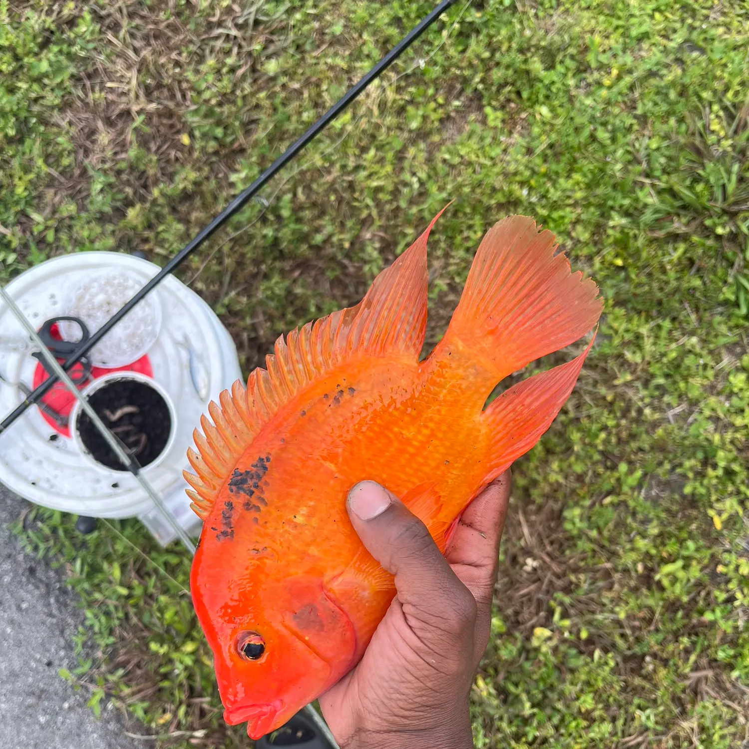 The most recent Midas cichlid catches on Fishbrain