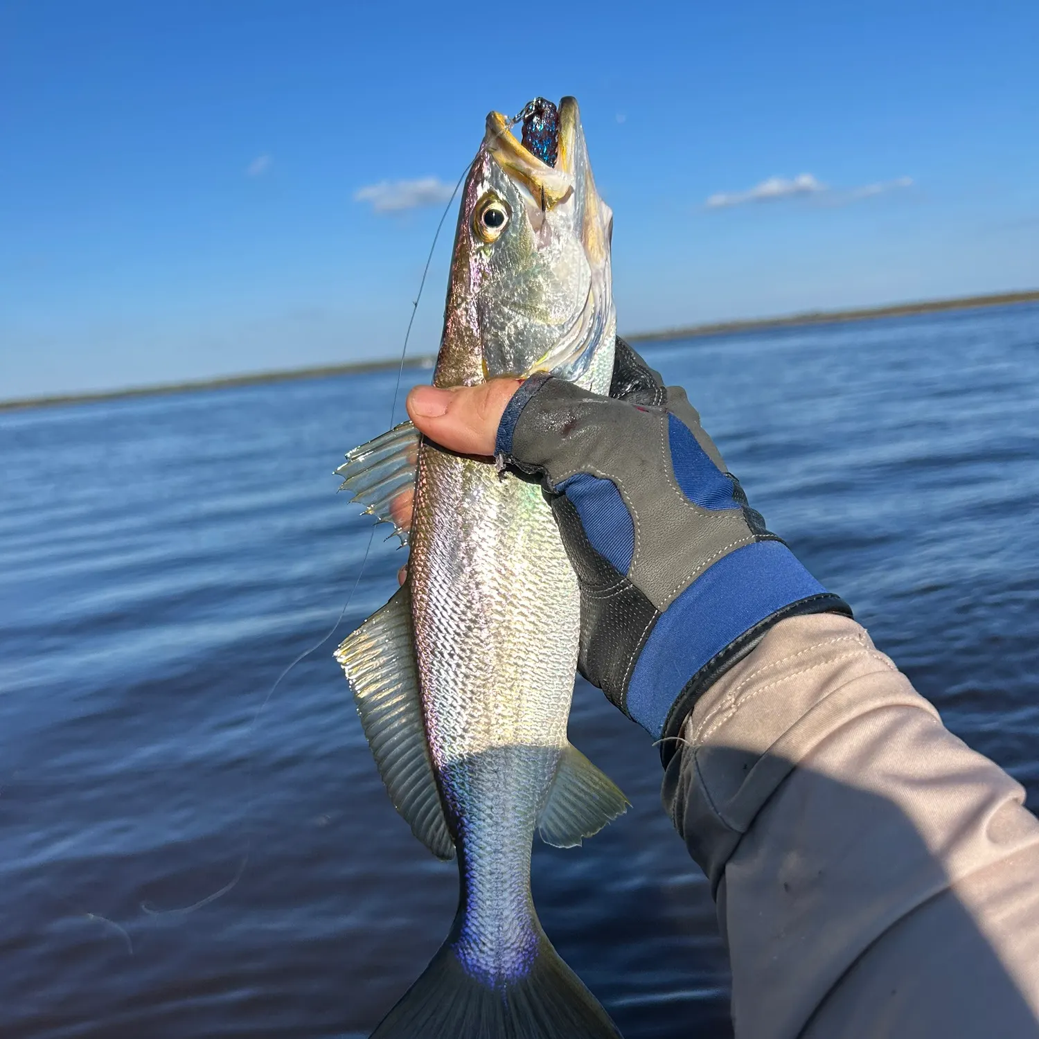 The most recent Sand seatrout catches on Fishbrain