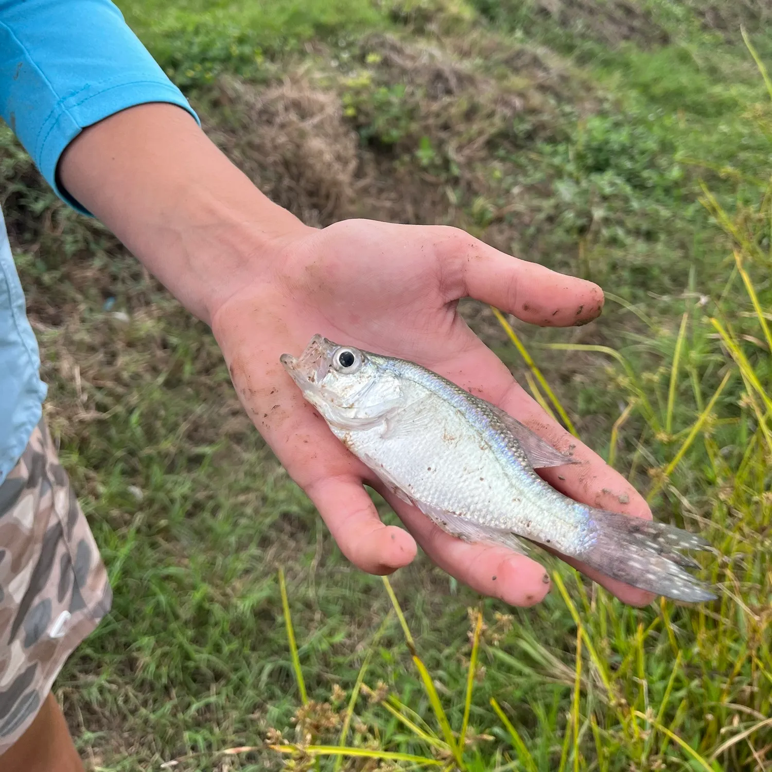 White crappie caught on Fishbrain