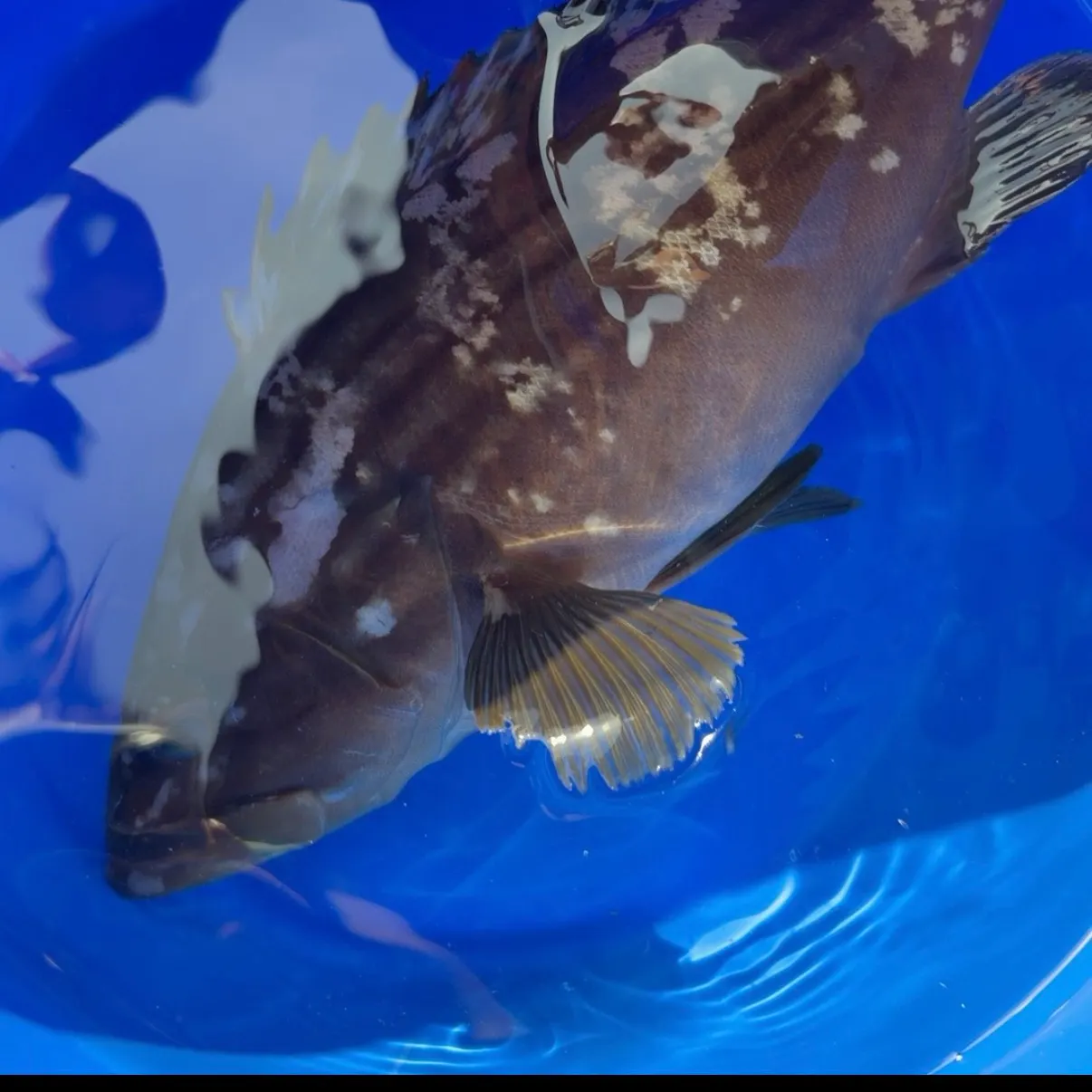 Dusky grouper caught on Fishbrain