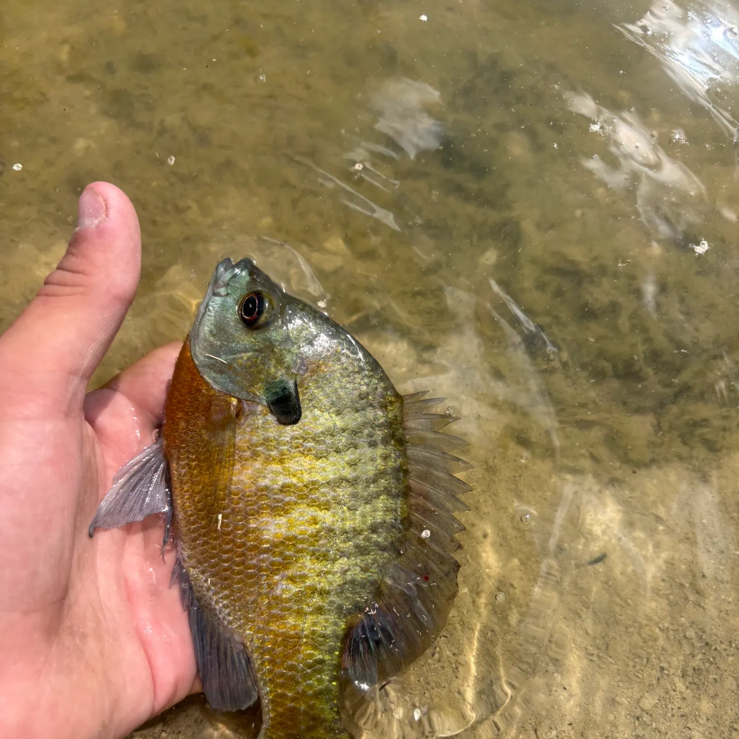 The most recent Coppernose bluegill catches on Fishbrain