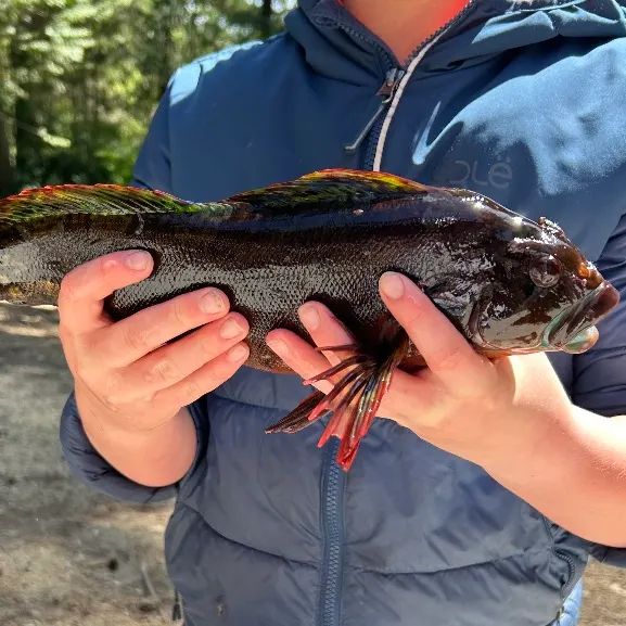 The most recent Rock greenling catches on Fishbrain