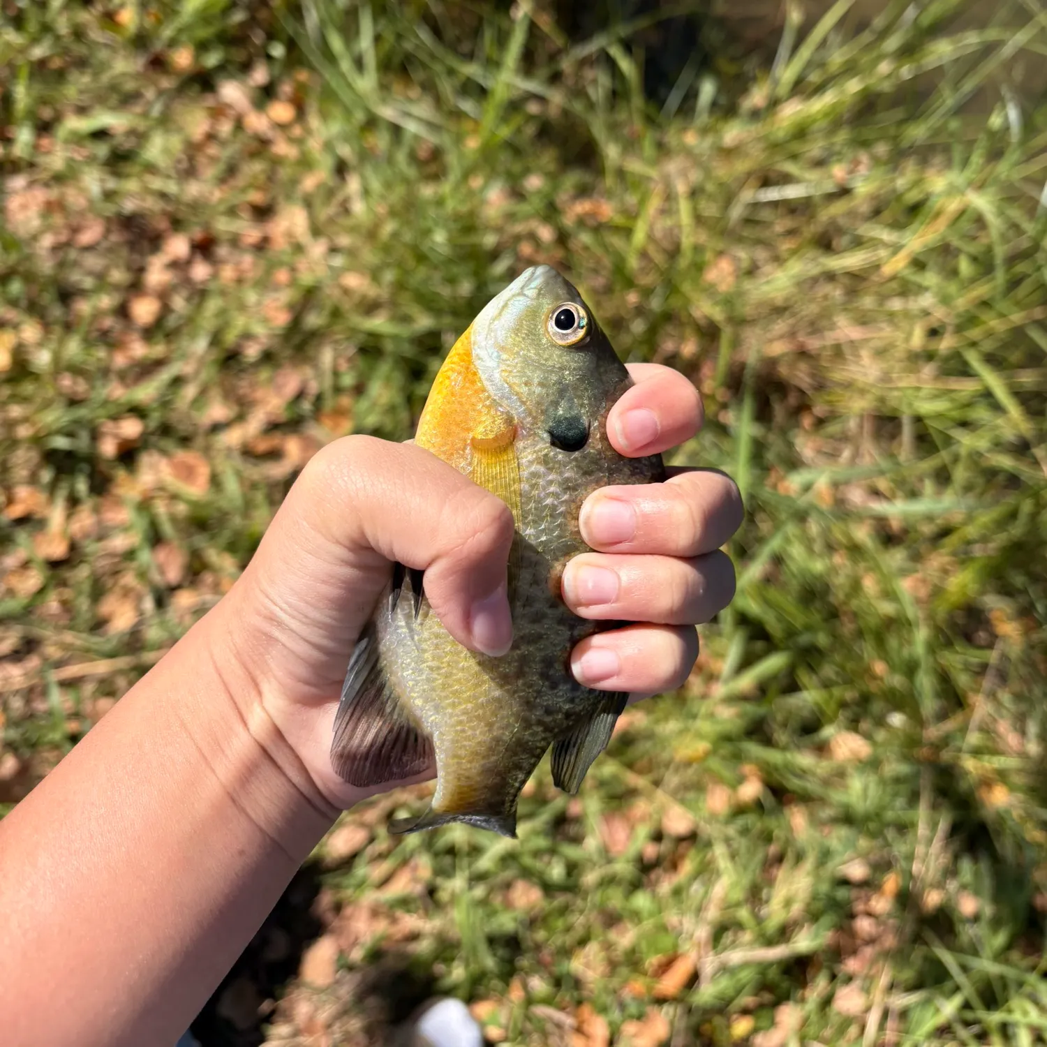Bluegill caught on Fishbrain