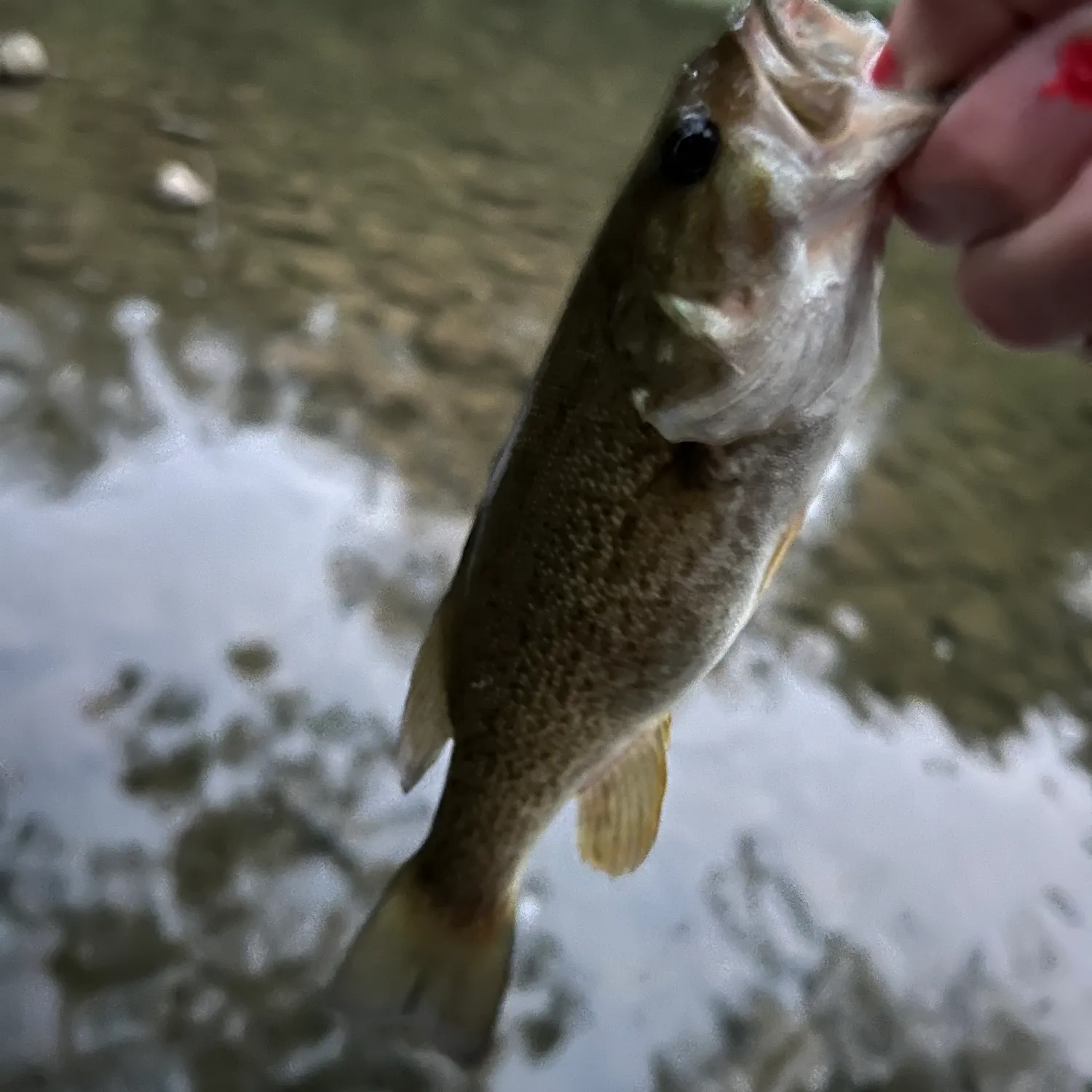 Smallmouth bass caught on Fishbrain