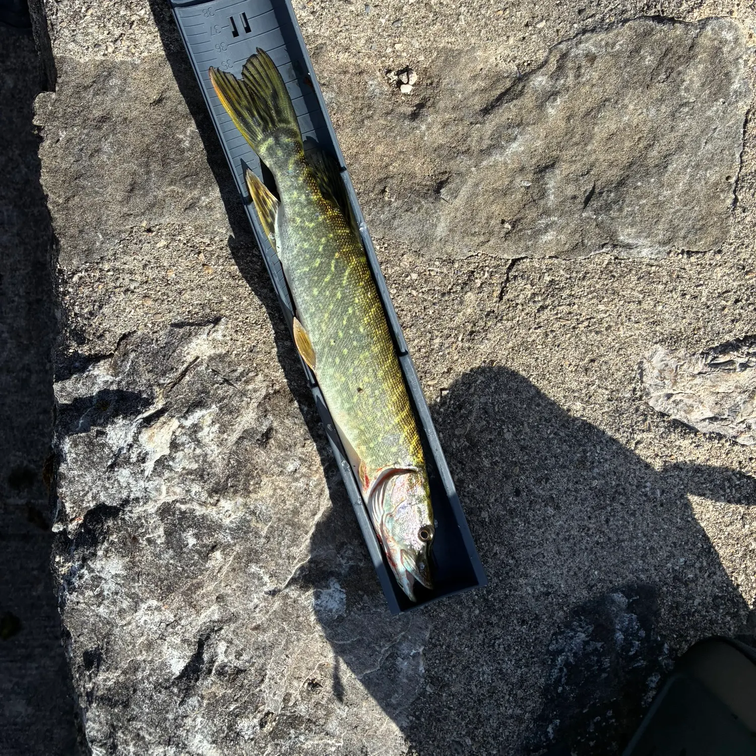 Northern pike caught on Fishbrain