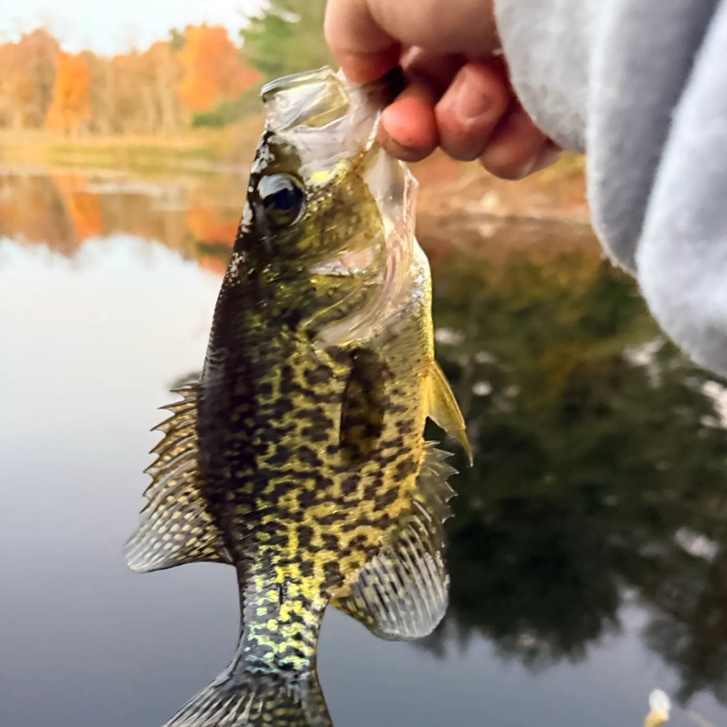 Black crappie caught on Fishbrain