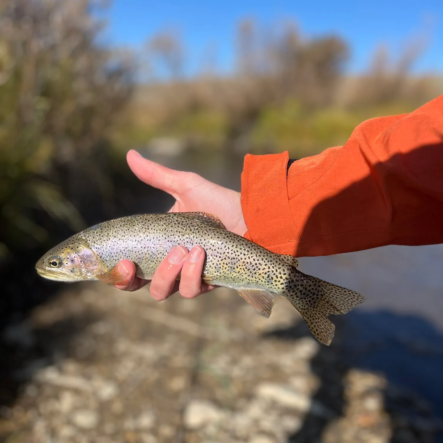 Rainbow trout caught on Fishbrain