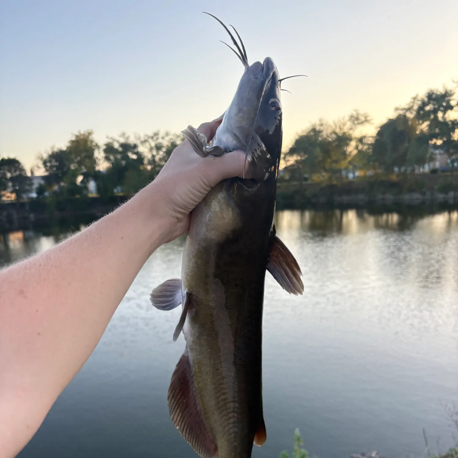 Channel catfish caught on Fishbrain
