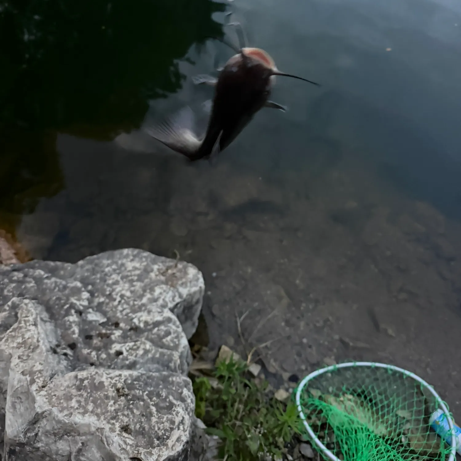 Fish caught on Fishbrain