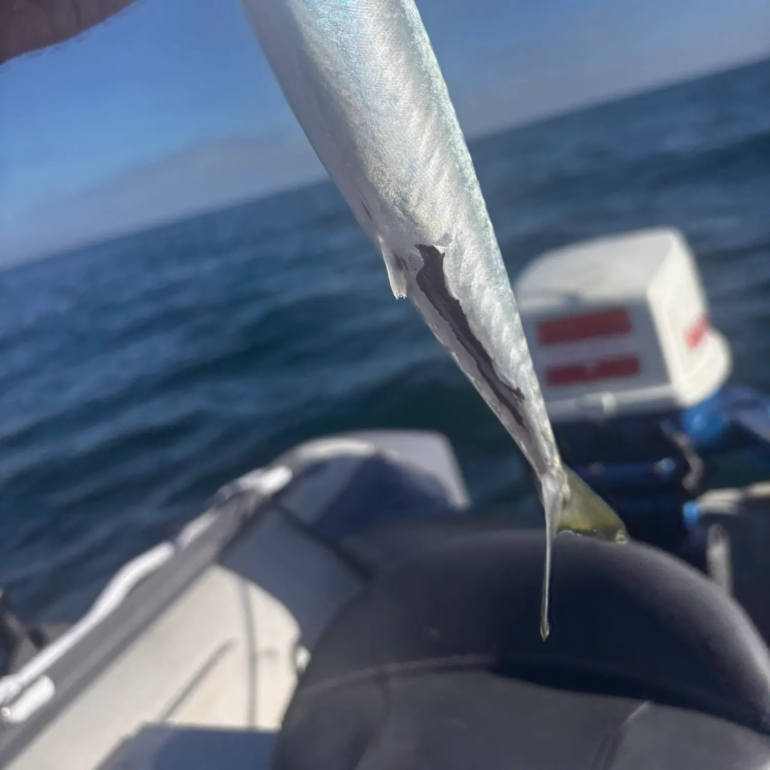 The most recent Island mackerel catches on Fishbrain