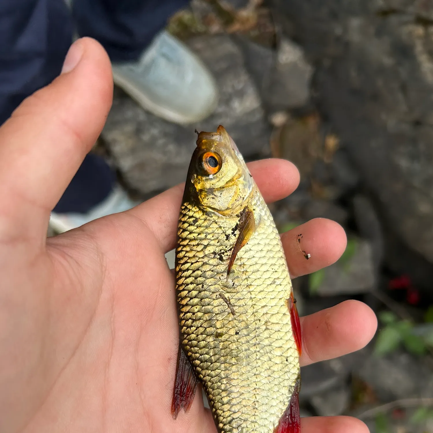 Common roach caught on Fishbrain