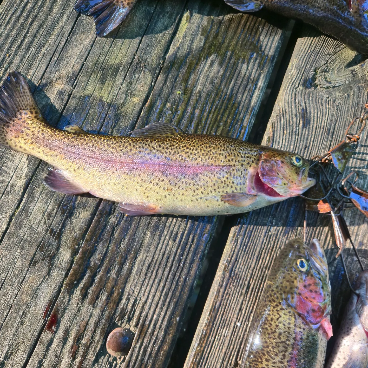recently logged catches