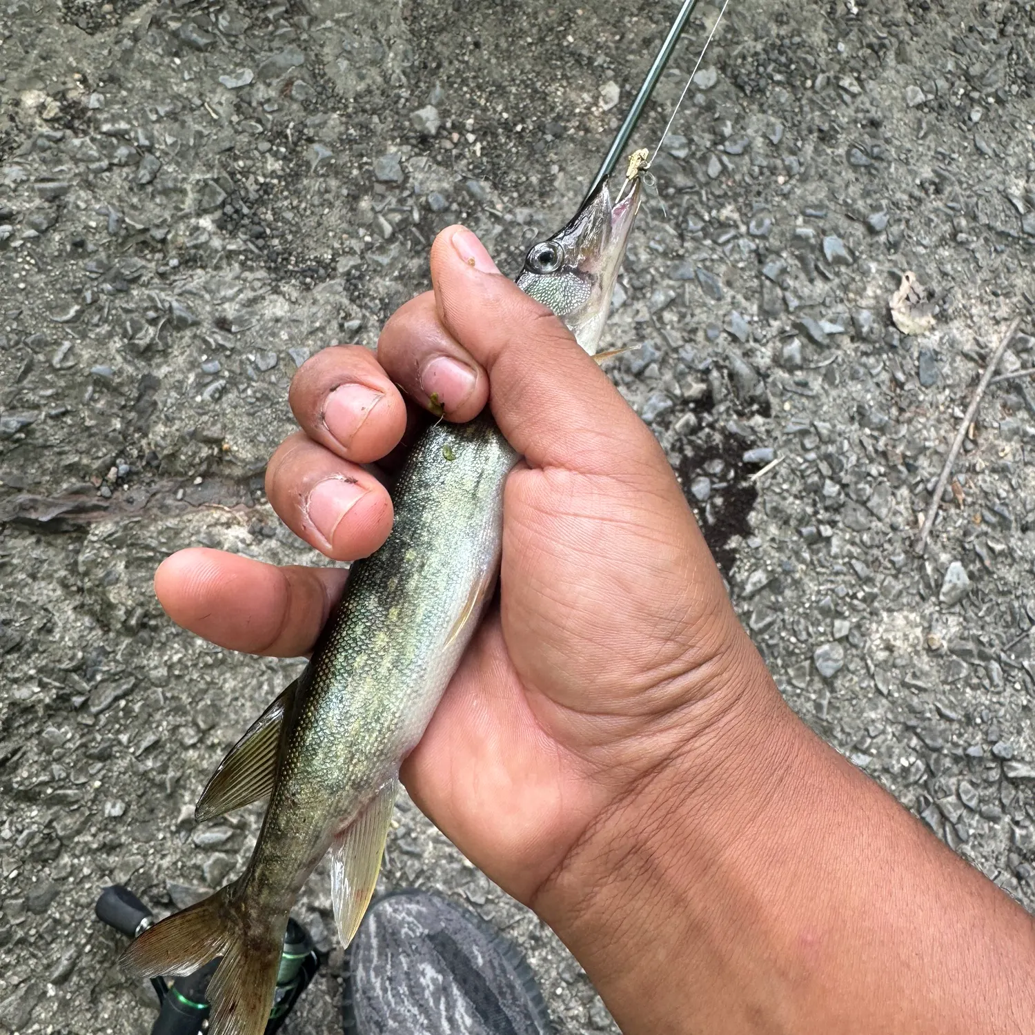 Chain pickerel caught on Fishbrain